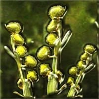 Artemisia By Any Other Name ...