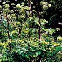 Angelica for spiritual stress soothing