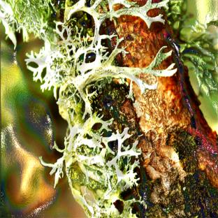 oak moss essential oil picture