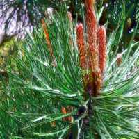 Stress soothing  pine aromatherapy essential oil